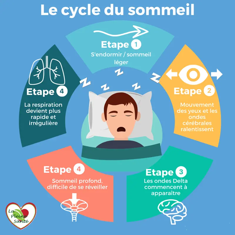 Le cycle du spmmeil