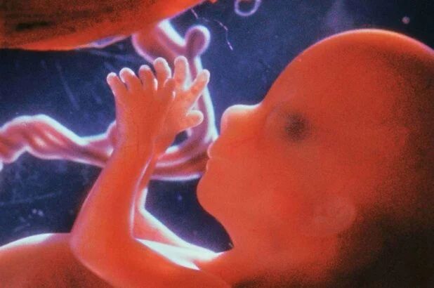 Le Microbiote Hérité : Cet Écosystème Invisible que Vos Parents Vous ont Transmis