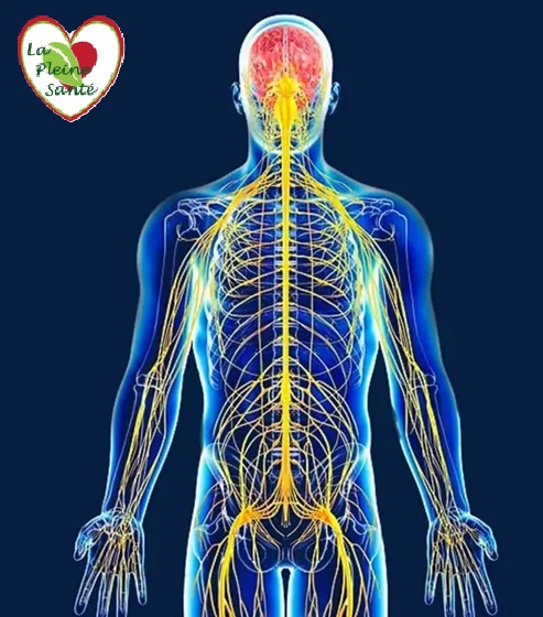 le nerf vague le chef d'orchestre de notre corps il relie le cerveau à presque tous les organes 