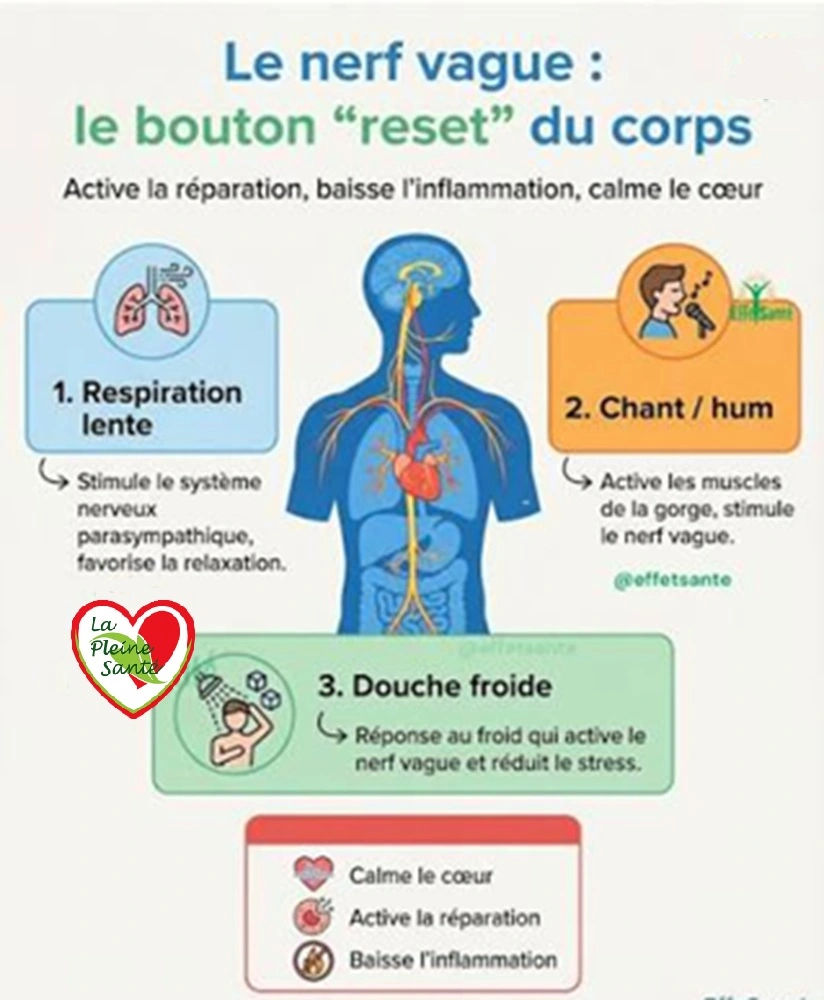 Activation du nerf vague