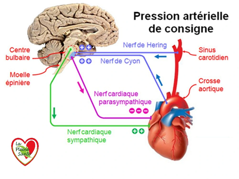 Coeur et nerf vague : schéma du trajet du nerf vague et de son action sur le cœur et le nœud sinusal