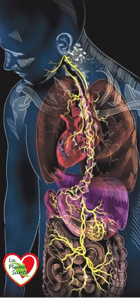 La relation entre le nerf vague et l'intestin est à la fois la mieux documentée  parce qu'elle implique aussi le microbiote et le système immunitaire intestinal.