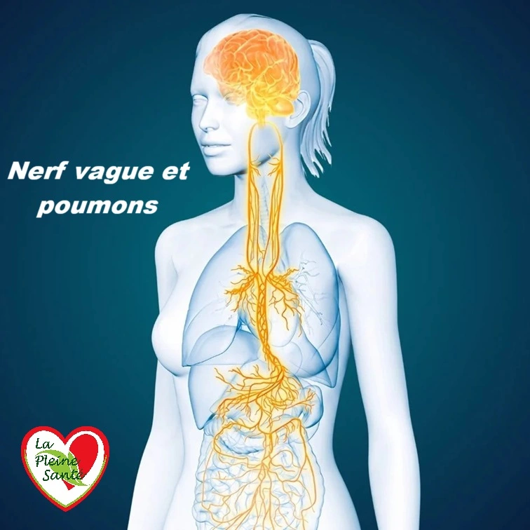 Nerf vague et poumons : le tonus des bronches, la toux, et le lien avec l'asthme