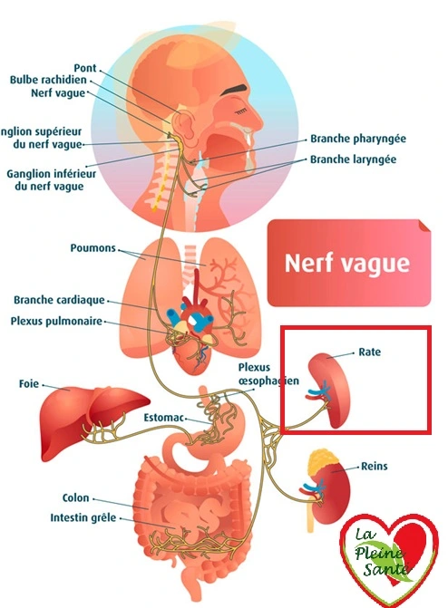 La rate et le nerf vague : le mécanisme derrière le "réflexe anti-inflammatoire"