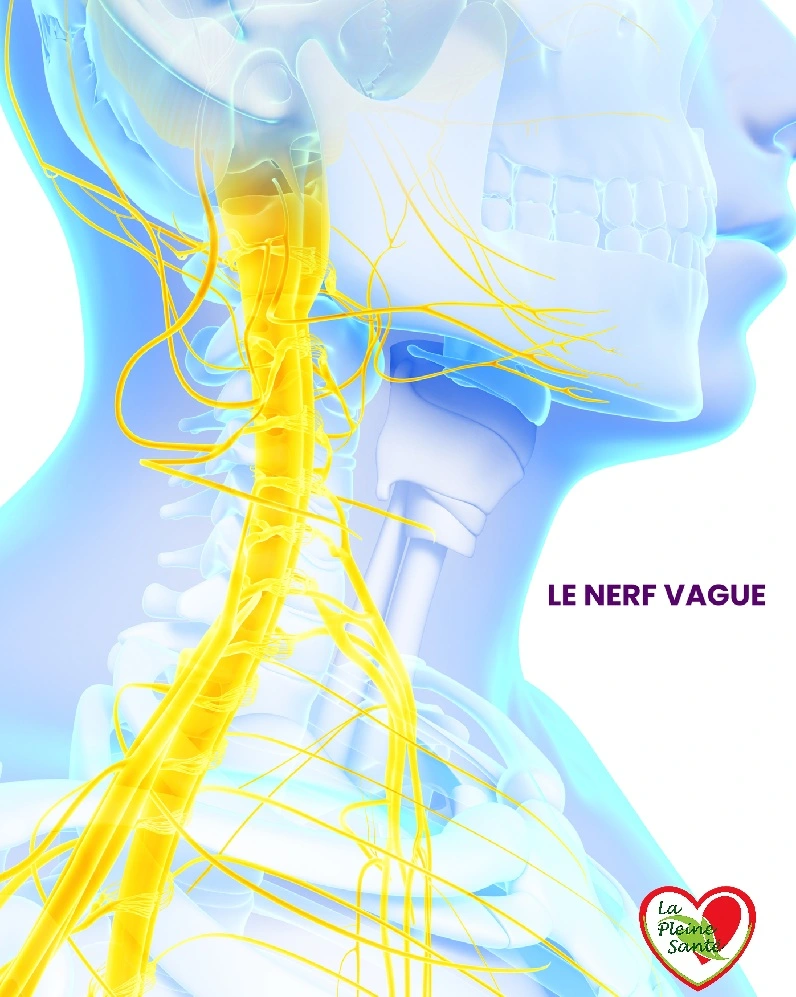 Pharynx et larynx : nerf vague