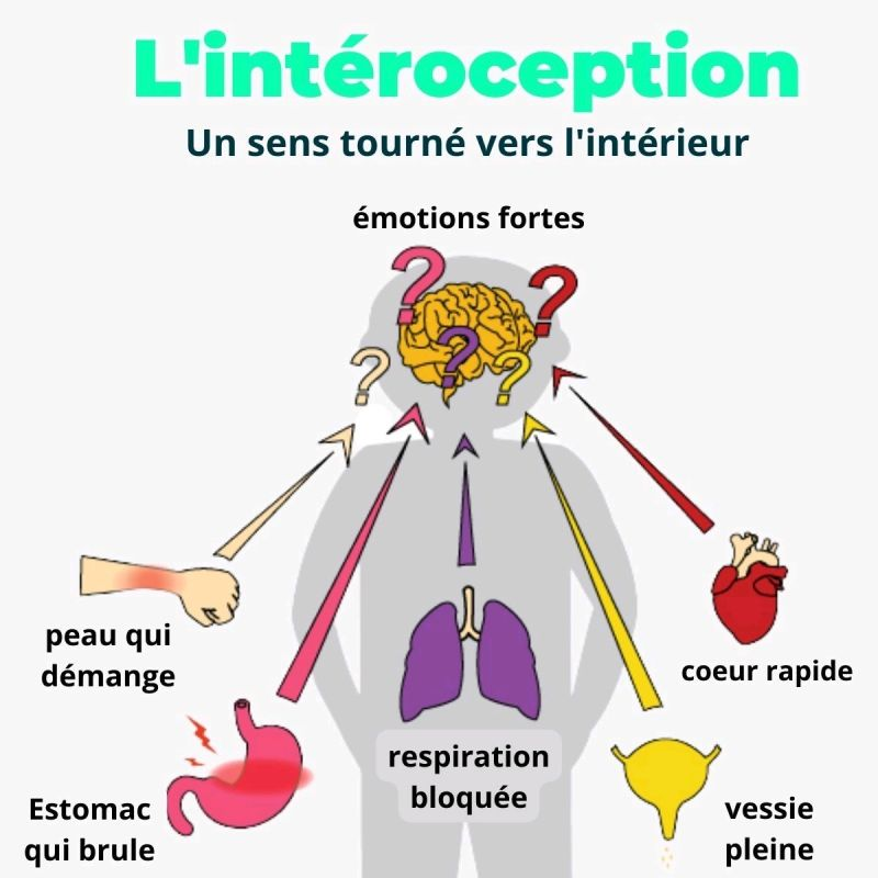 l’intéroception : la capacité à percevoir avec précision l’état interne de son propre corps, à commencer par son rythme cardiaque, sa respiration, ses tensions musculaires
ou les mouvements de son système digestif.